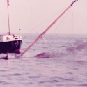  Schip in brand door benzinedamp explosie. Het schip is uitgebrand en gezonken. 8 opvarenden gered. (1982)